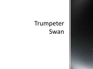 trumpeter swan