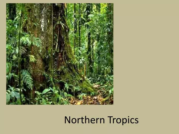 northern tropics