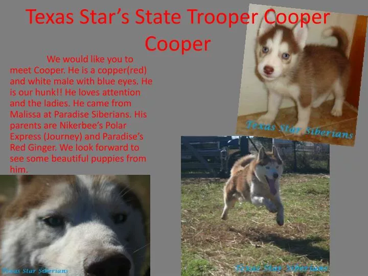 texas star s state trooper cooper cooper