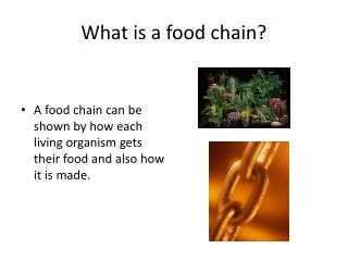 What is a food chain?