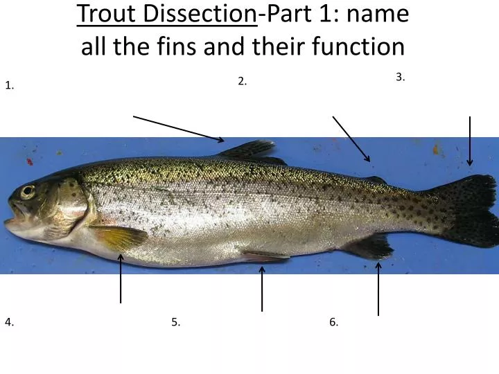 trout dissection part 1 name all the fins and their function
