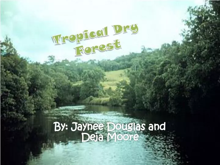 tropical dry forest