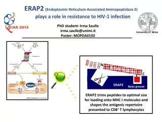 ERAP2 (Endoplasmic Reticulum-Associated Aminopeptidase 2)