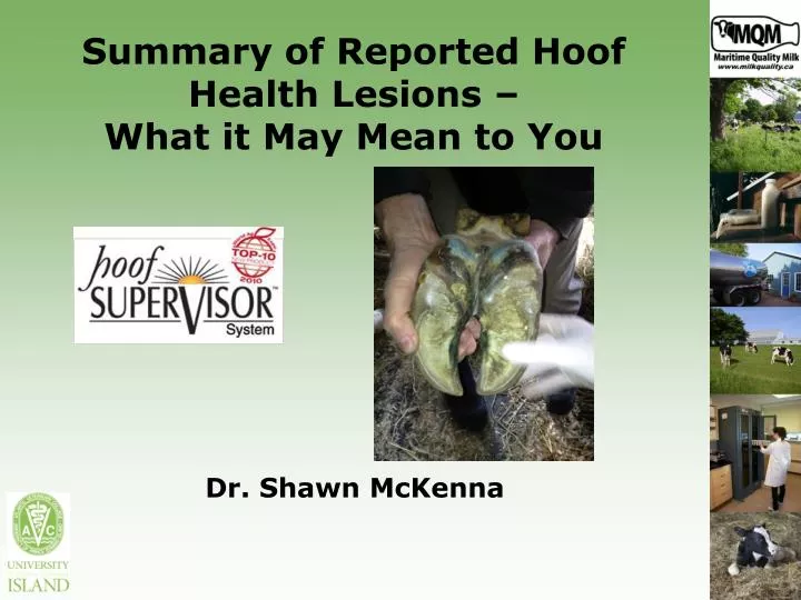 summary of reported hoof health lesions what it may mean to you