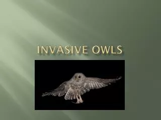Invasive owls