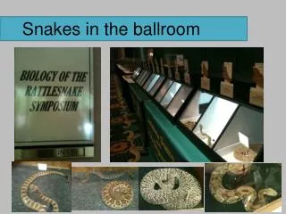 Snakes in the ballroom