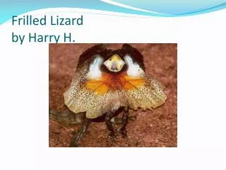 Frilled Lizard by Harry H.