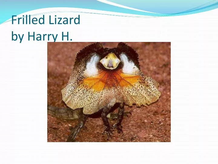 frilled lizard by harry h