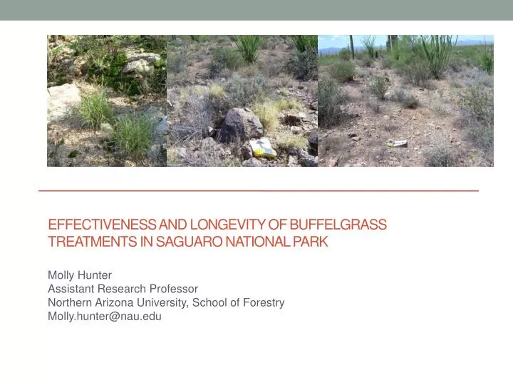 effectiveness and longevity of buffelgrass treatments in saguaro national park