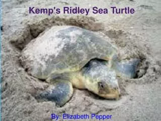 Kemp's Ridley Sea Turtle By: Elizabeth Pepper