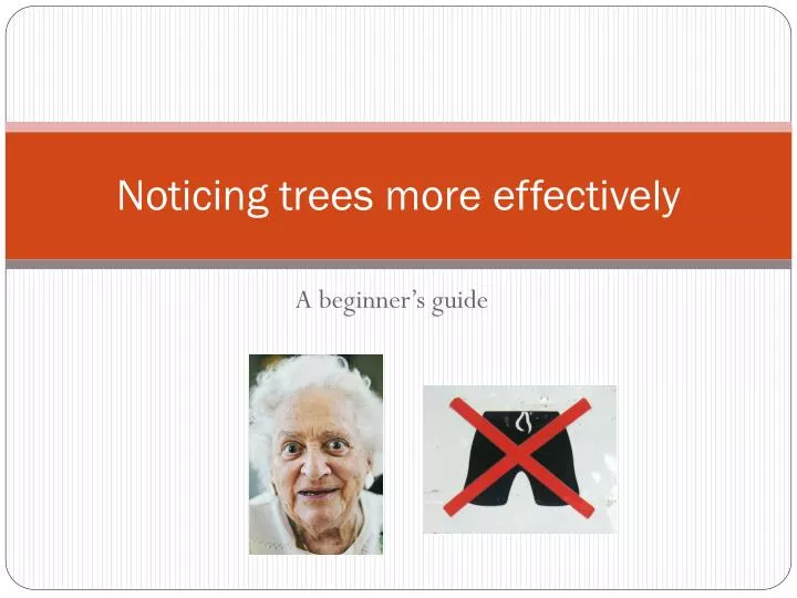 noticing trees more effectively