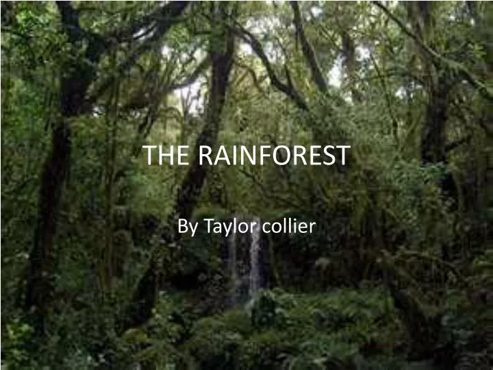 the rainforest