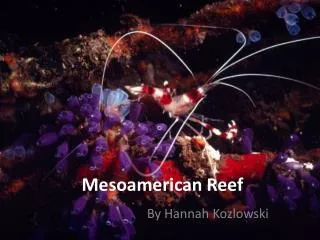 Mesoamerican Reef