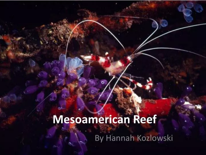 mesoamerican reef