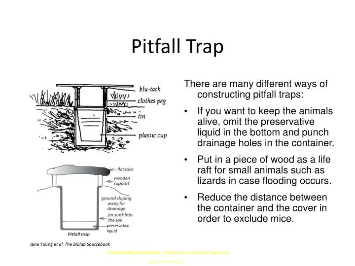pitfall trap