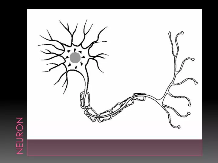 neuron