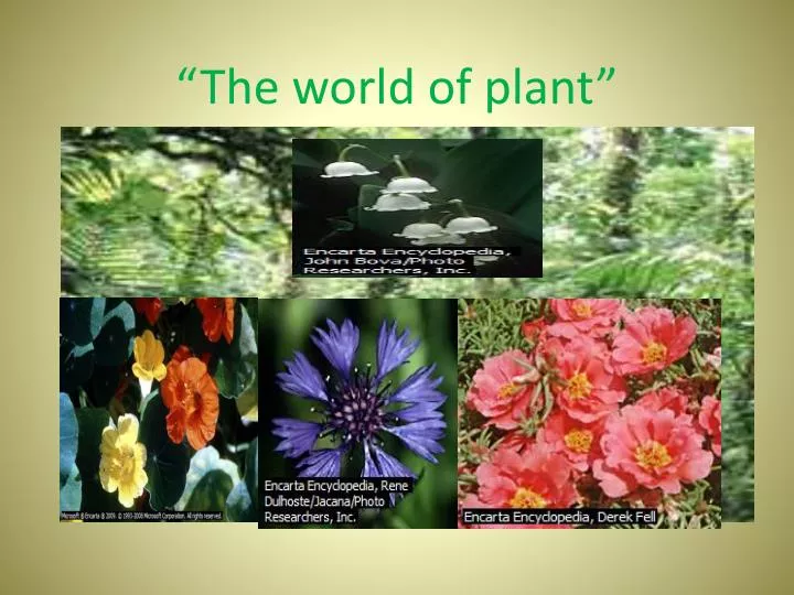 the world of plant