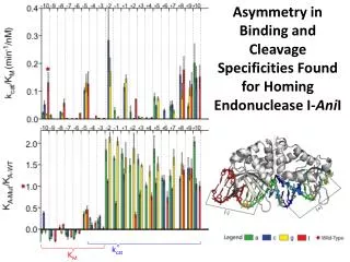 Asymmetry in Binding and Cleavage Specificities Found for Homing Endonuclease I- Ani I