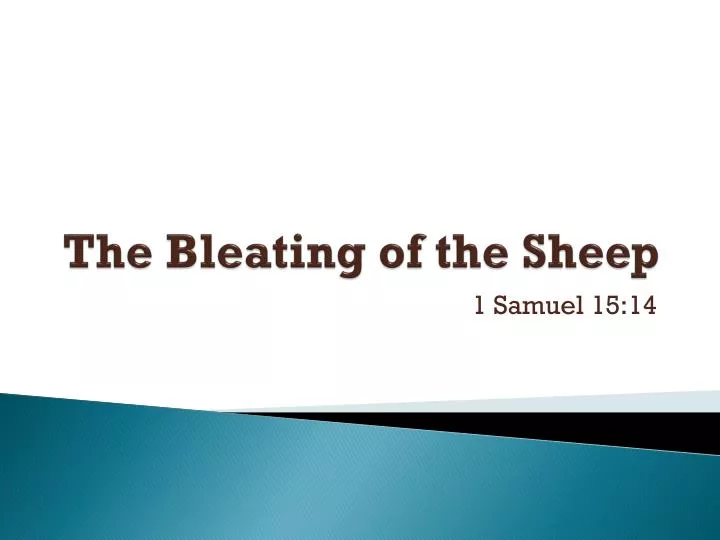 the bleating of the sheep