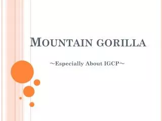 Mountain gorilla