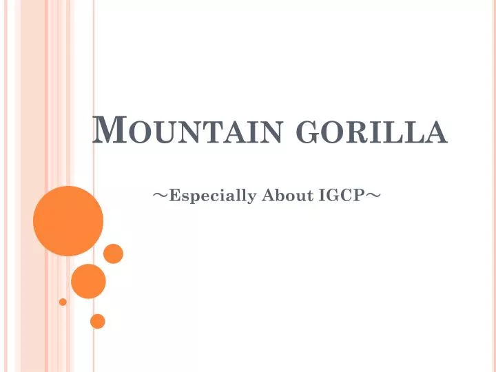 mountain gorilla