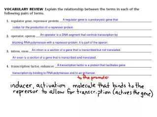 codes for the production of a repressor protein