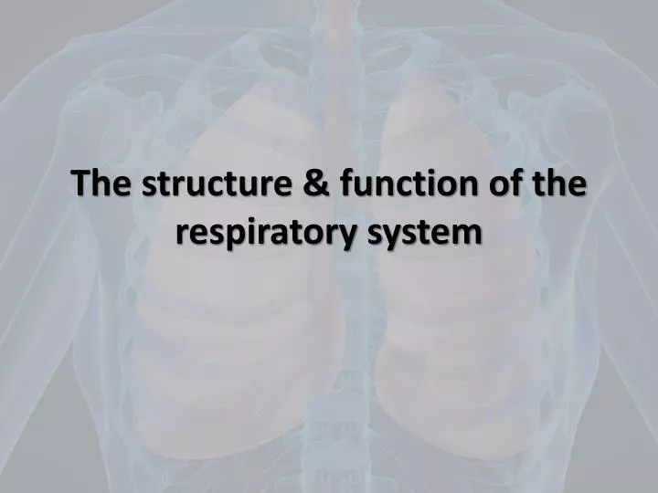 the structure function of the respiratory system