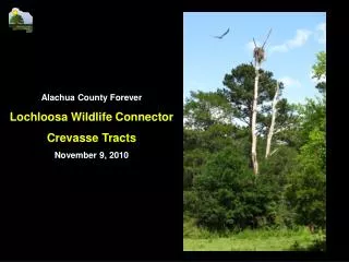 Alachua County Forever Lochloosa Wildlife Connector Crevasse Tracts November 9, 2010