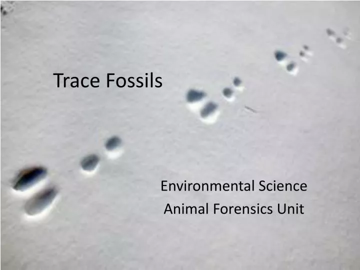 trace fossils