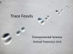 Trace Fossils - slide 1
