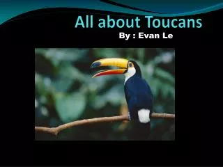 All about Toucans