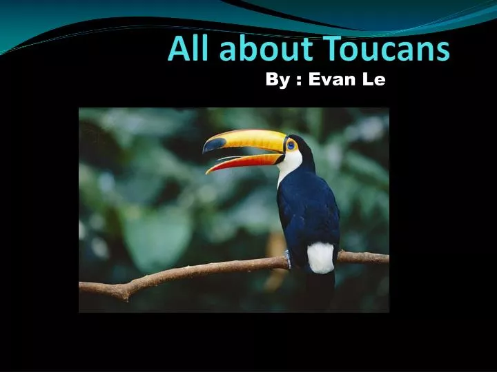 all about toucans