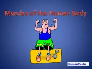 Muscles of the Human Body
