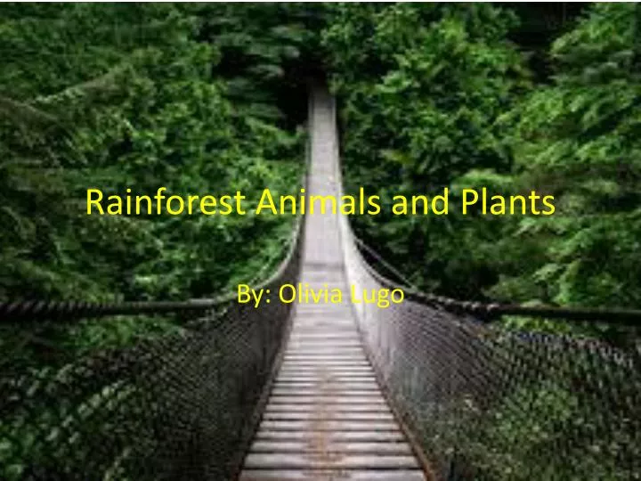 rainforest animals and plants