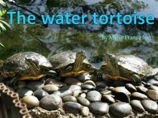 The water tortoise