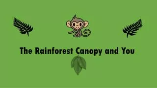 the rainforest canopy and you