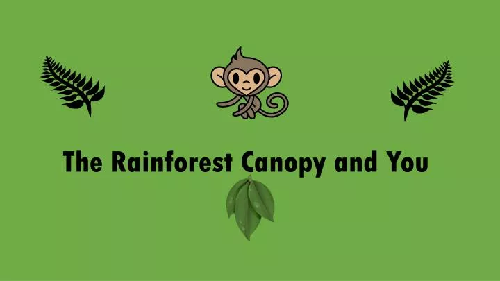 the rainforest canopy and you
