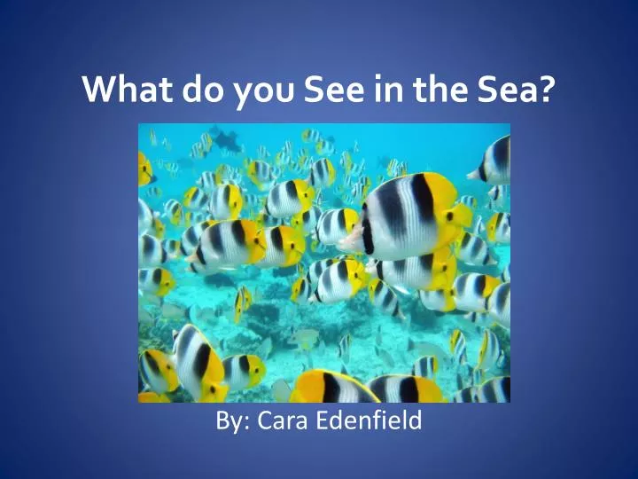 what do you see in the sea