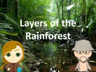 Layers of the Rainforest