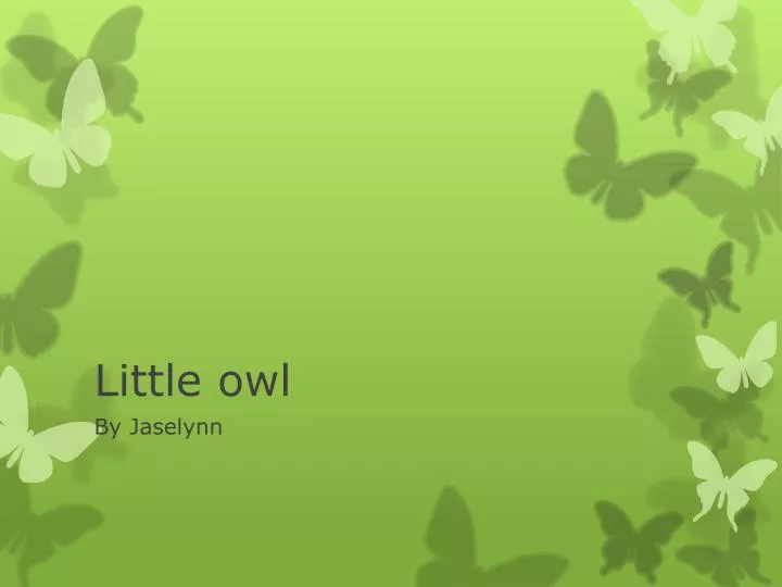 little owl