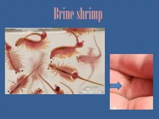 Brine shrimp
