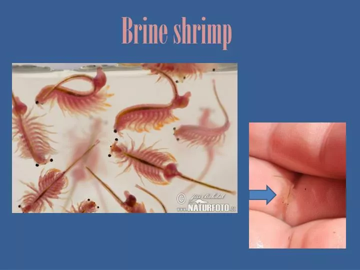 brine shrimp