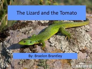 The Lizard and the Tomato