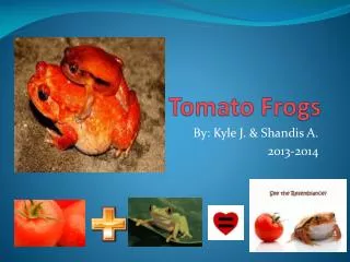 Tomato Frogs