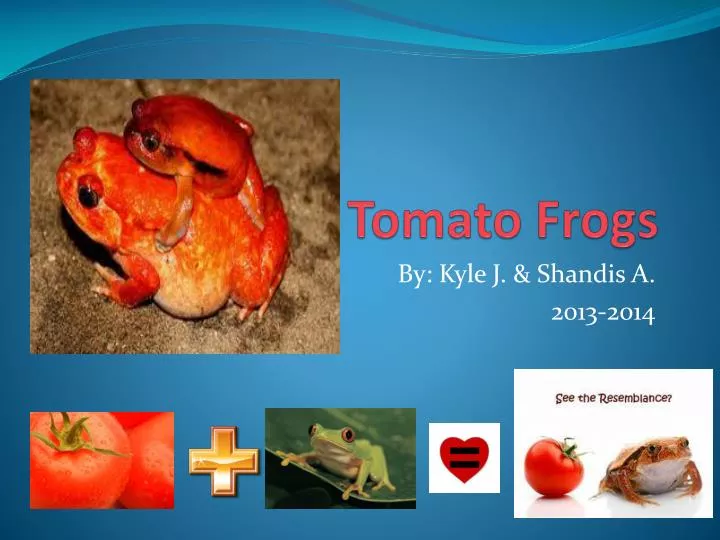 tomato frogs