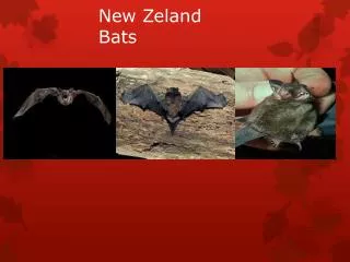 New Zeland Bats