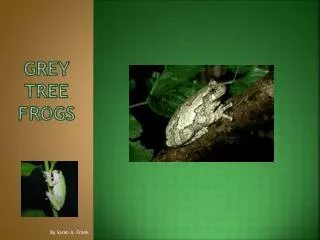 Grey tree frogs