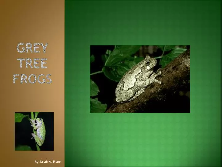 grey tree frogs