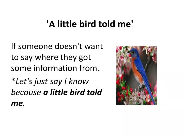 a little bird told me