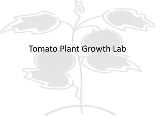 Tomato Plant Growth Lab
